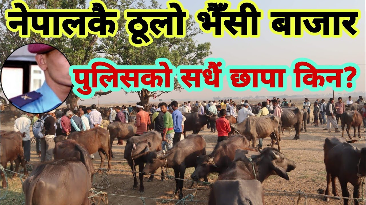 एकै दिन ४००भैसी र रागा को कारोवार हुने नेपालकै ठूलो भैसी बाजार कस्तो अचम्म जस्ले नी बेच्न पाउने