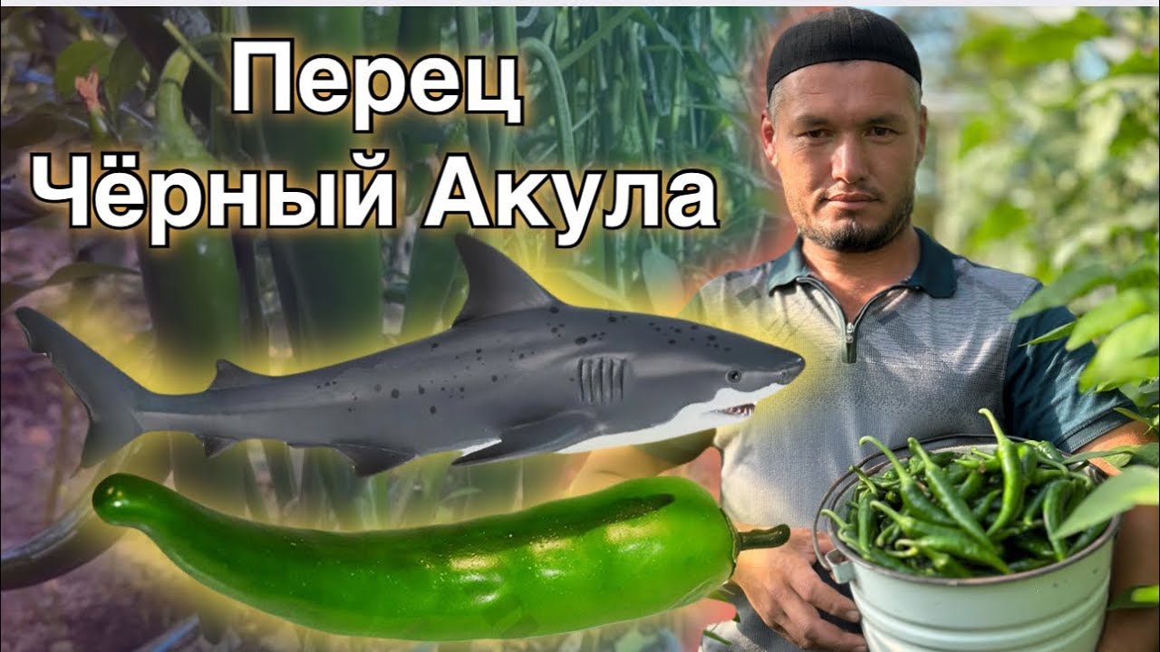Pechka yoqmay Qalampirdan Daromad olish. (Перец чёрный акула)
