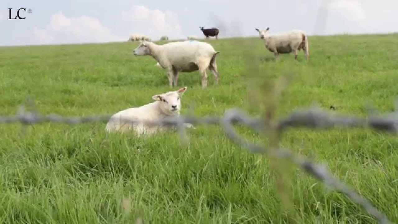 Mijn Streek 5: Het Bildt