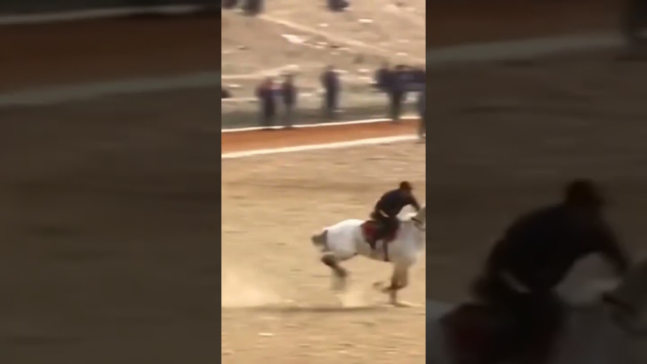 Man jumps on to saddle and tames runaway horse