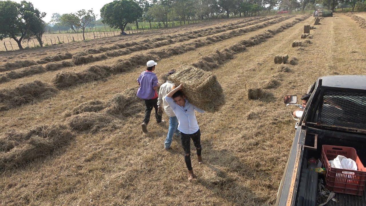 Alimento para ganado VACUNO | Pacas de pasto PANGOLA | Nos preparamos para la temporada de sequía