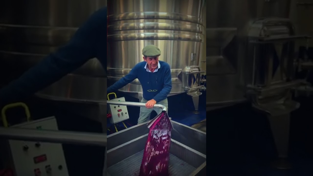 Château La Cardonne 2022 Harvest