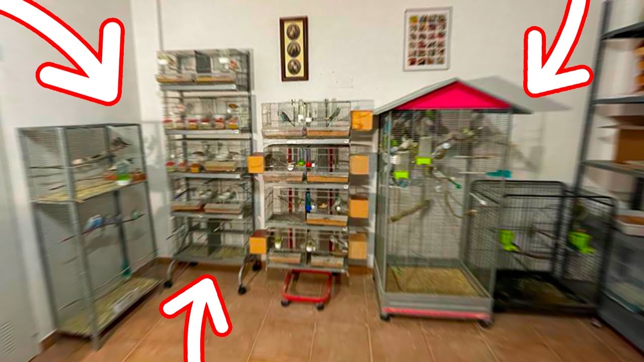 MI AVIARIO EN 2022