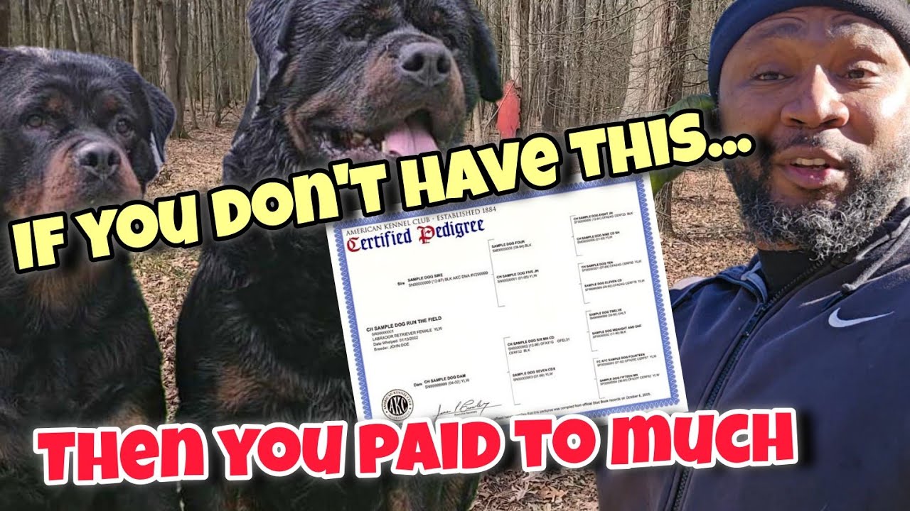AKC PAPERS FOR ROTTWEILERS