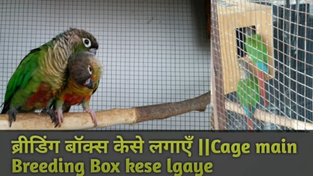 How to Setup a conure breeding box in cage