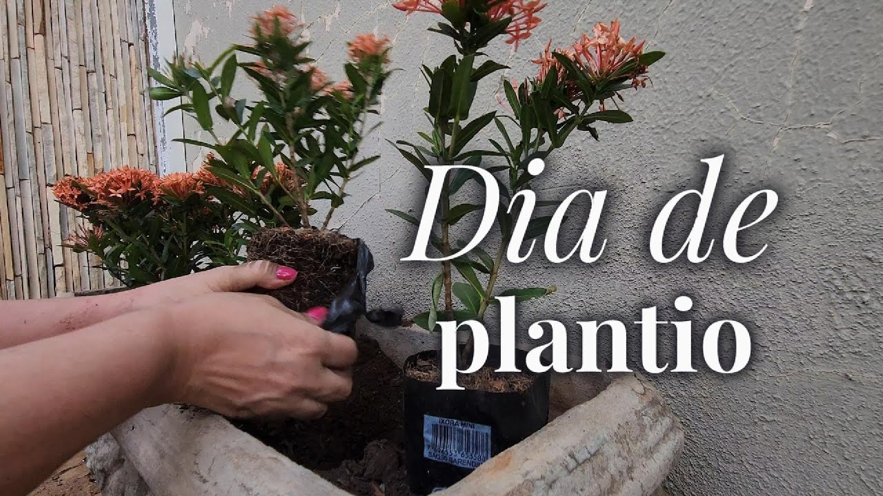 Plantando Ixória — cor e vida na entrada de casa
