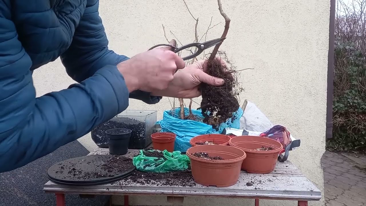 Różne ,,yamadori,,-,,akcja ratunkowa