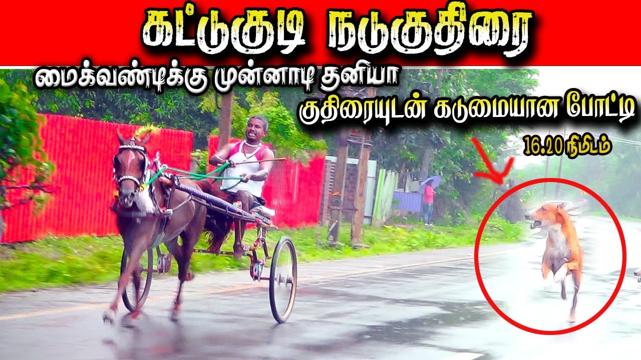 திருவாடான கட்டுகுடி சின்னகுதிரை -29/11/2025- thiruvadanai nadu kuthirai ksk rekla race  பந்தயம் 16-1