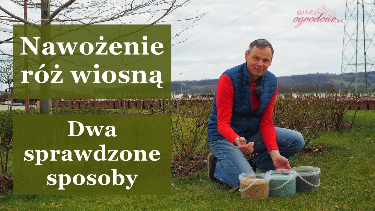 Jak nawozić róże wiosną? Dwa sprawdzone sposoby - łatwy i tani. Trzy różne nawozy. Dawki i terminy.