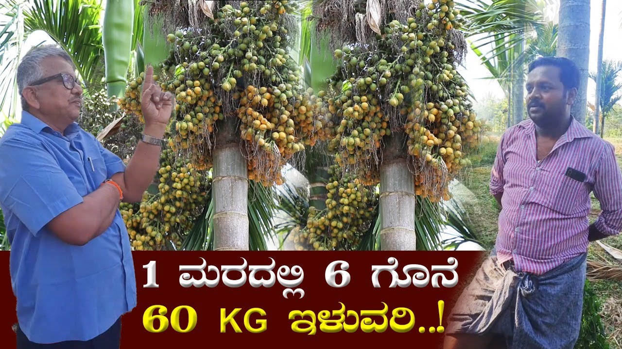 1 ಮರದಲ್ಲಿ 60 ಕೆ.ಜಿ ಹಸಿ ಅಡಿಕೆ ಸಿಕ್ಕಿದ್ದು ಹೇಗೆ? Simple way to increase areca nut yield #betelnut
