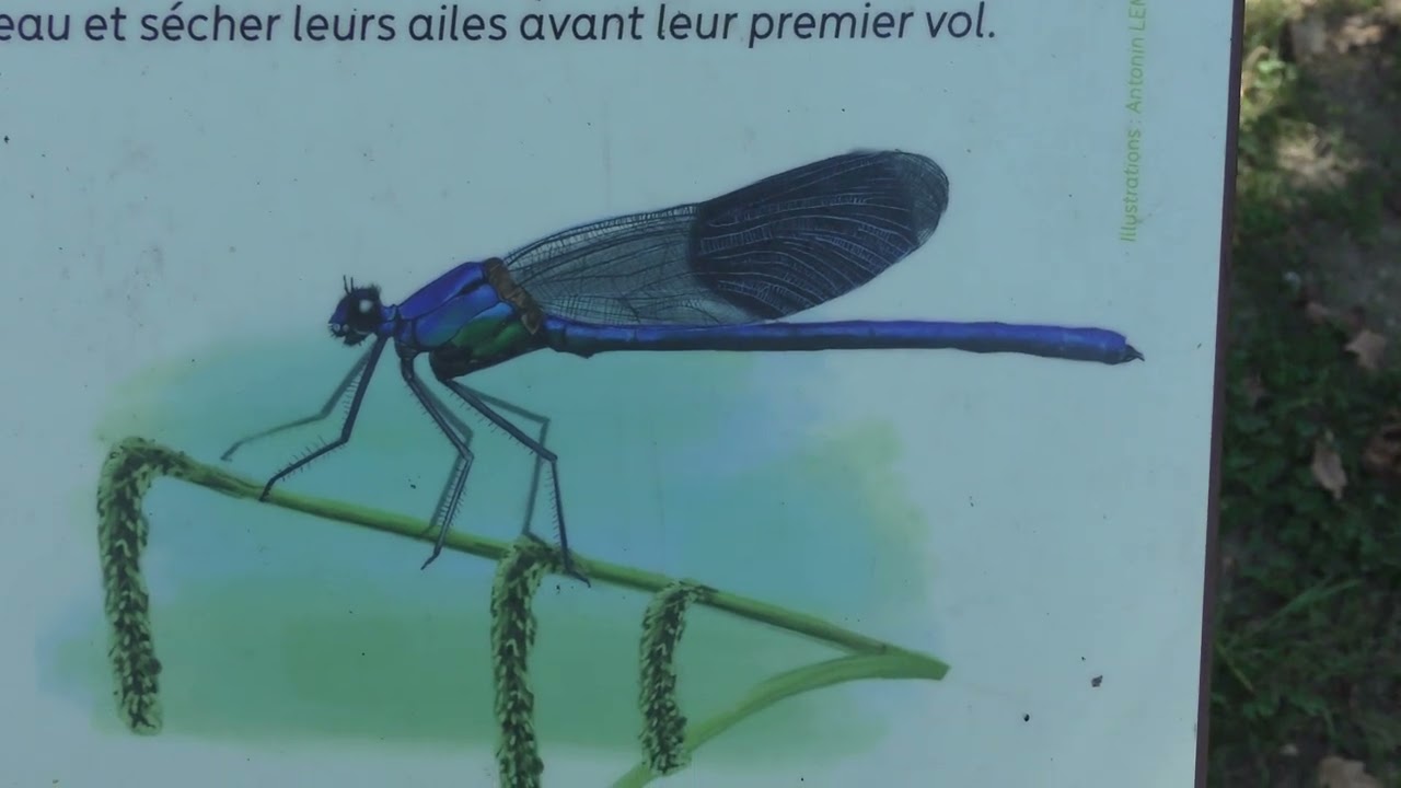 MONTIVILLIERS (SEINE-MARITIME) - LE PARC-JARDIN DE LA SENTE DES RIVIÈRES ET LE LAC