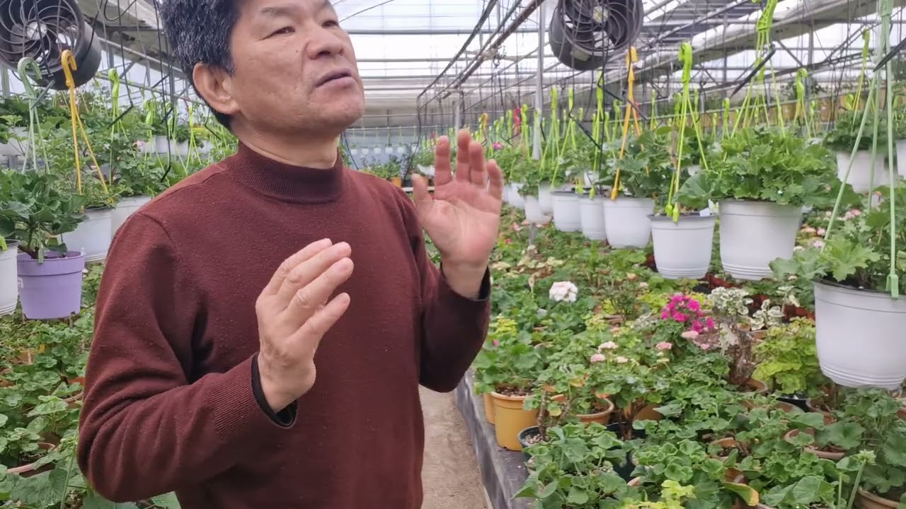 제라늄 실외(밖에)  내놓을 시기 는?