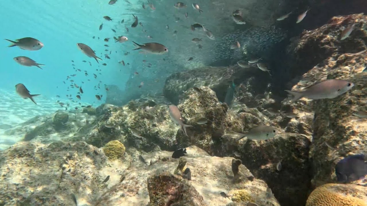 Scuba Diving ASMR 9 Hour Loop - sleep, relax, screensaver