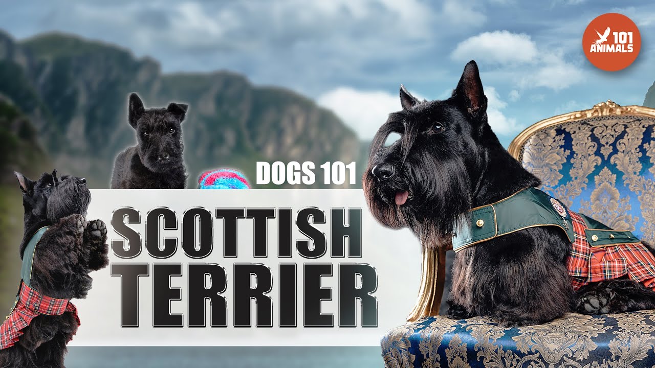 Explore the Fascinating World of SCOTTISH TERRIER Dogs - 101 to This Iconic Breed
