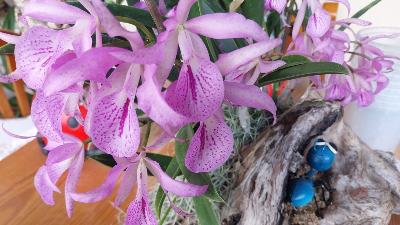 Como sujetar correctamente tu orquídea en los trasplantes  ( Laelia gigante)