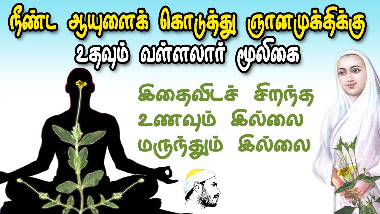இதைவிட சிறந்த உணவும் இல்லை மருந்தும் இல்லை|நீண்ட ஆயுளை கொடுத்து ஞானமுக்திக்கு உதவும் வள்ளலார் மூலிகை