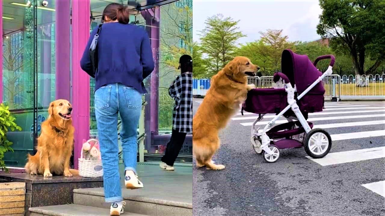 Smart dog #5