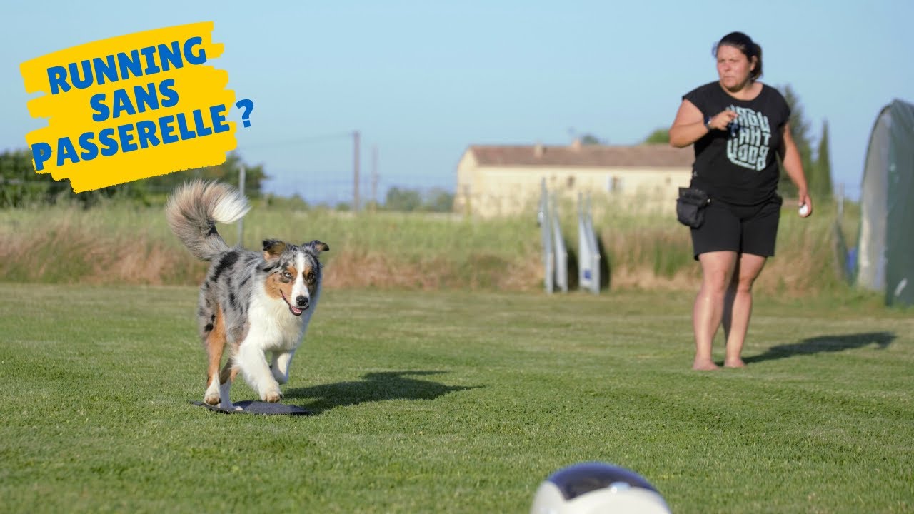 ZONES : Est-ce que je peux apprendre le Running contact à mon chien sans passerelle?