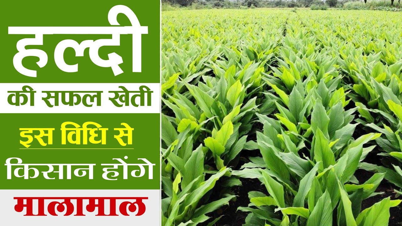 हल्दी की खेती | Haldi ki kheti kaise karen | Turmeric Farming | 2023 में | A to Z जानकारी