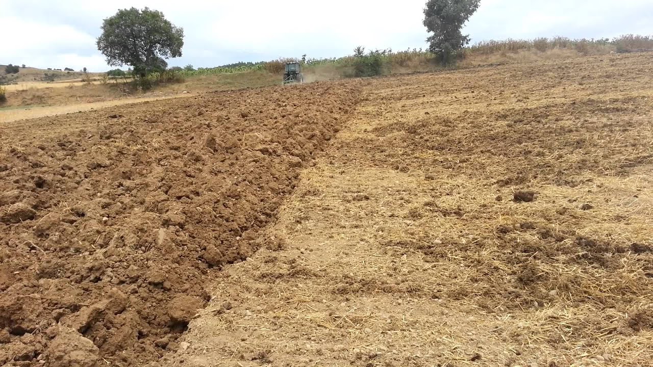 Massey Ferguson 3635 Kurak anız sürme çelebi köyü