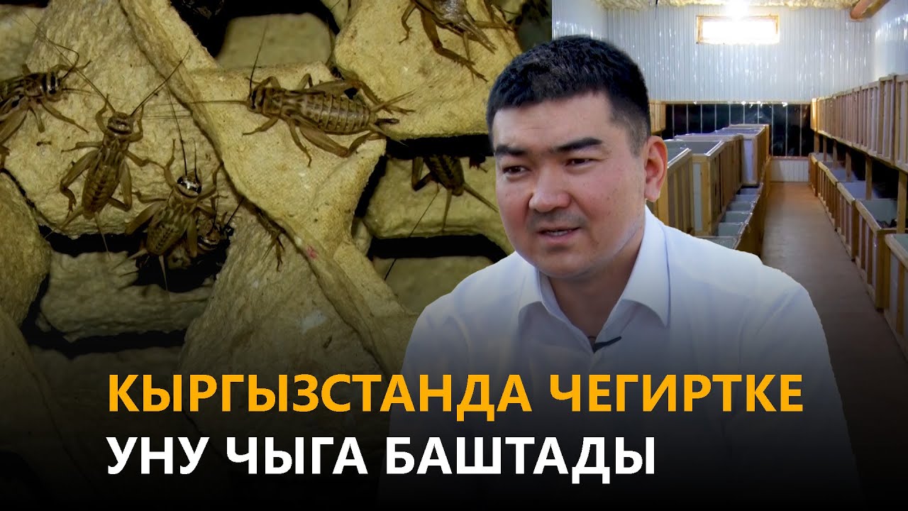 NewTV// Кыргызстанда чегиртке уну чыга баштады. // Азыркынын азаматтары