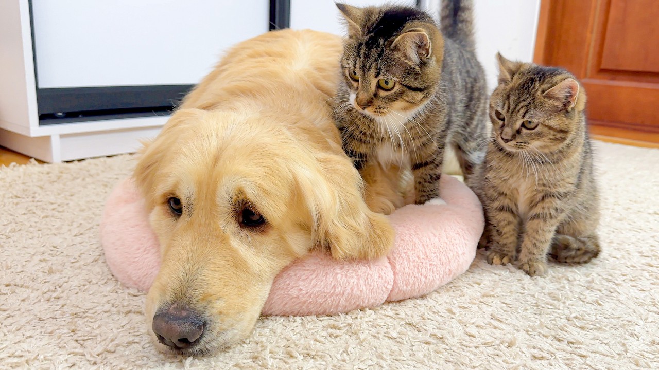 Funny Kittens Are Shocked When Golden Retriever Occupying Their Bed — Chaos Follows