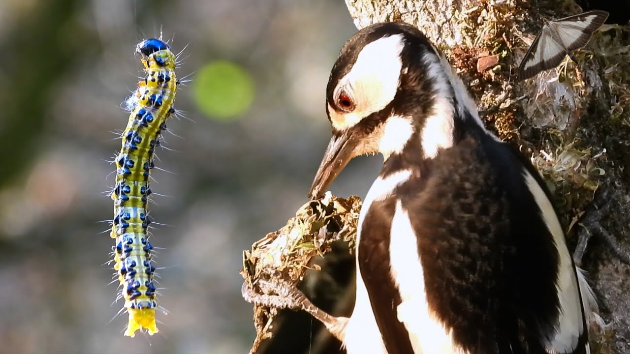 Piralide del Bosso, Cydalima perspectalis: terribile parassita alieno