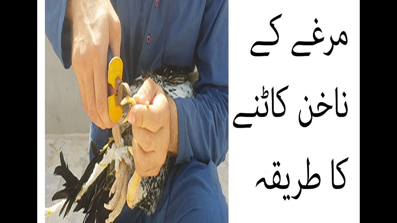 Aseel murgy ky nakhoon katny ka tarika