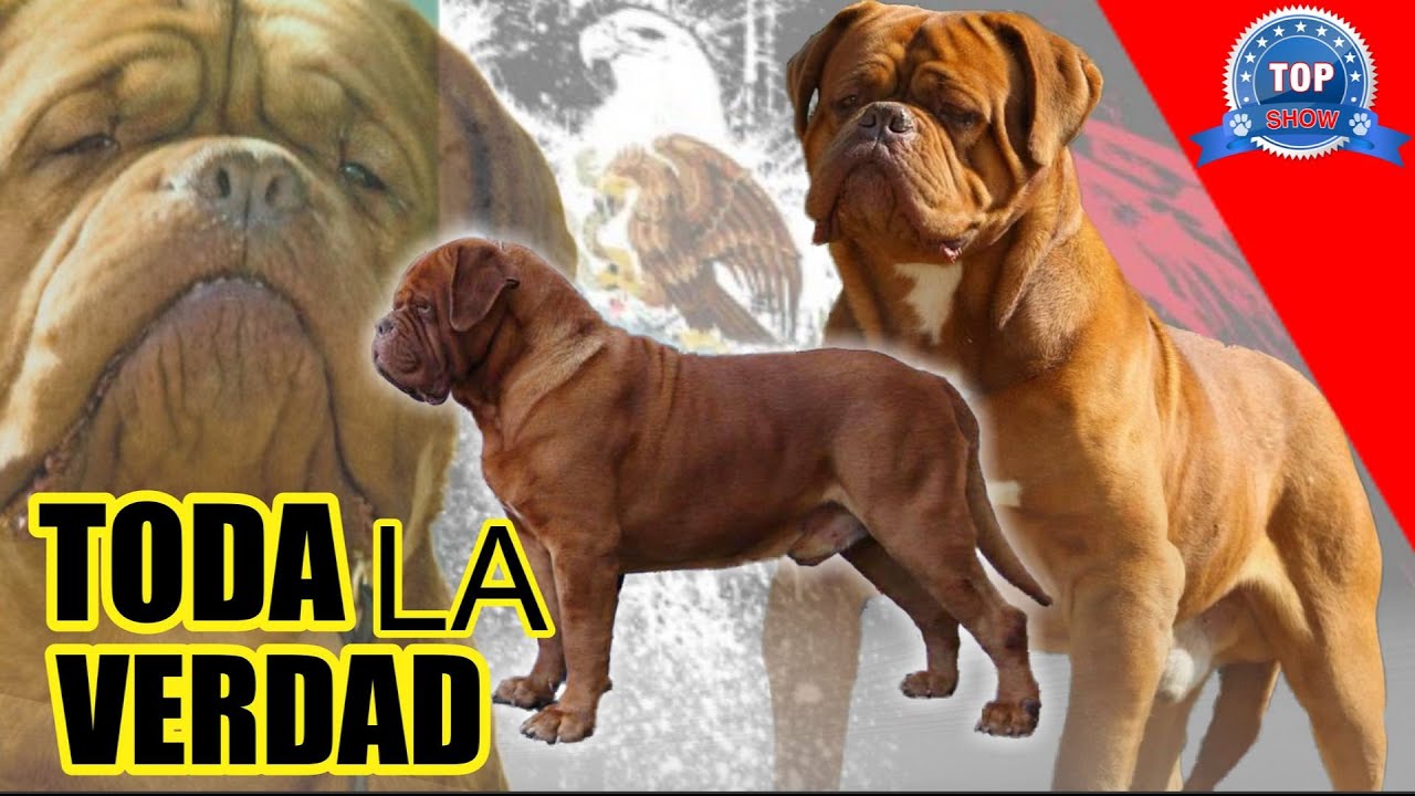 DOGO DE BURDEOS  