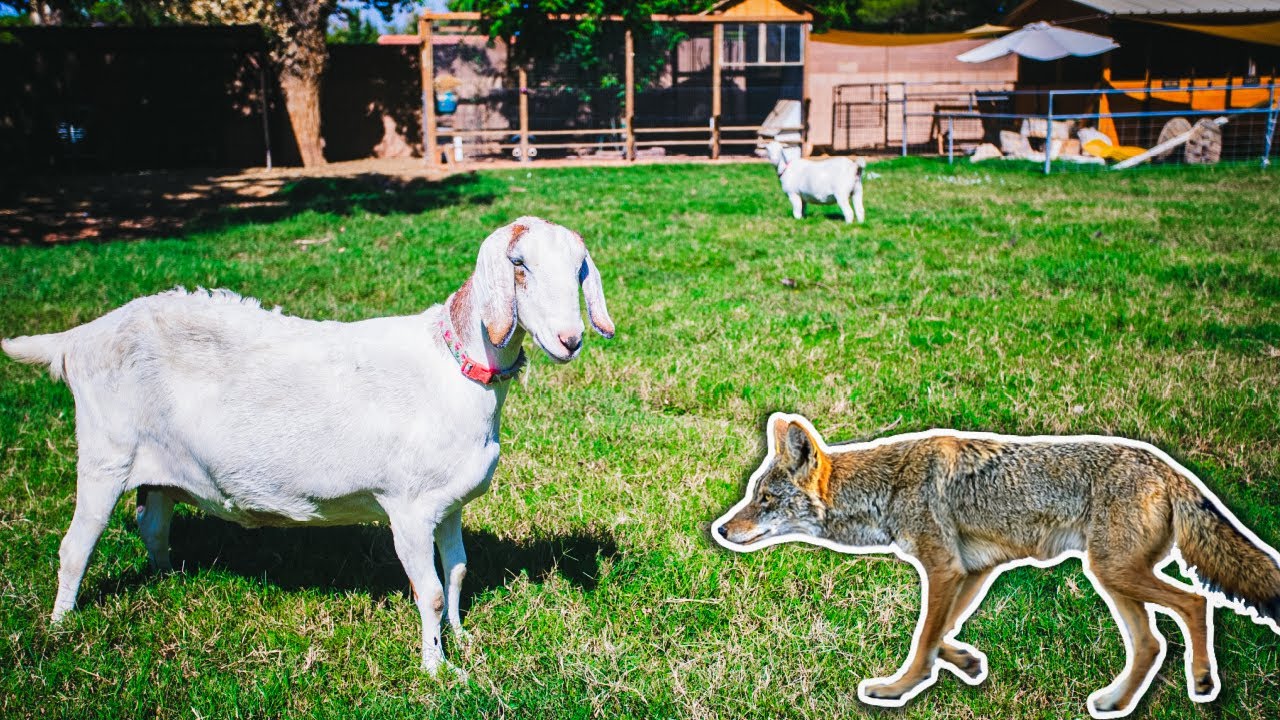 (caught on camera) COYOTE in our backyard - did our GOAT defend the herd?!