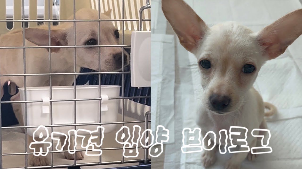 나의 첫 반려견 • 유기견 입양 브이로그