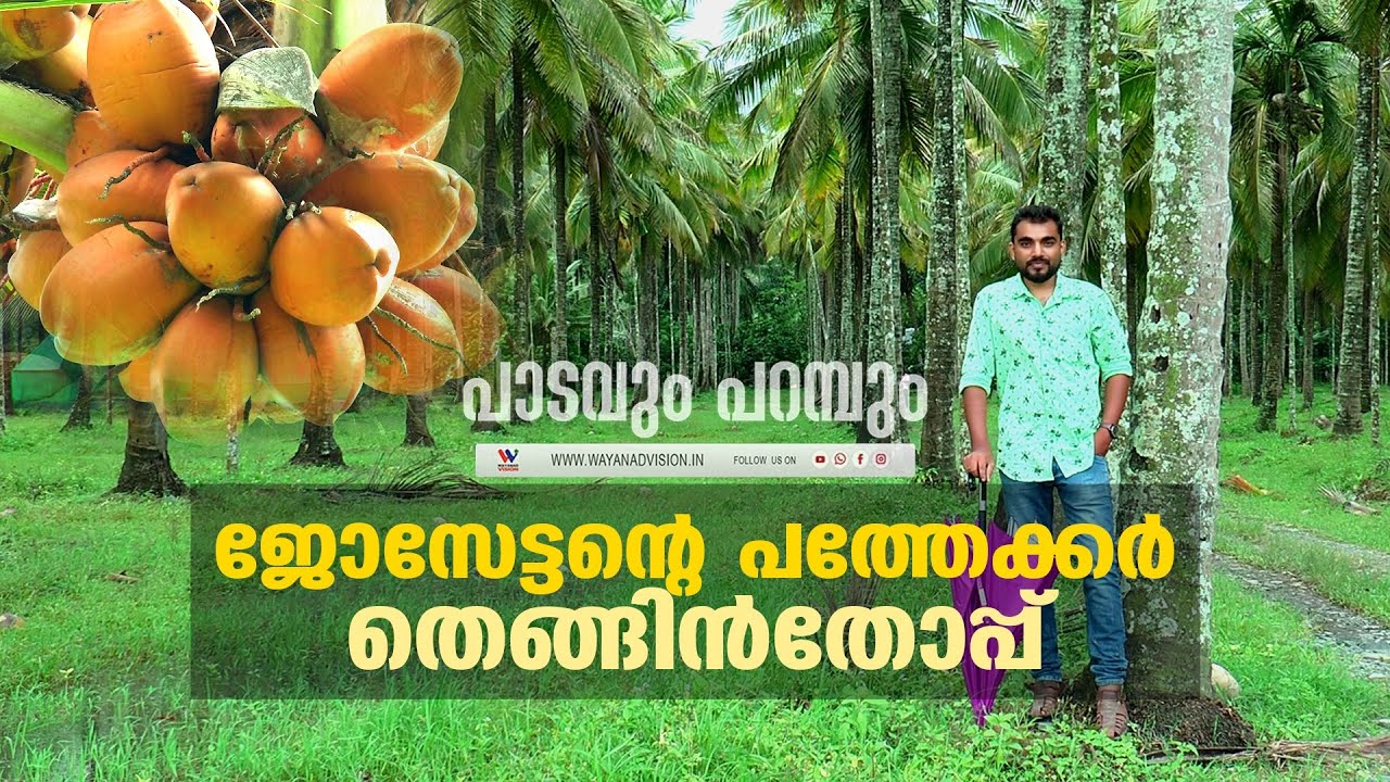 ജോസേട്ടന്റെ പത്തേക്കർ തെങ്ങിൻതോപ്പ് | COCONUT FARMER KERALA |