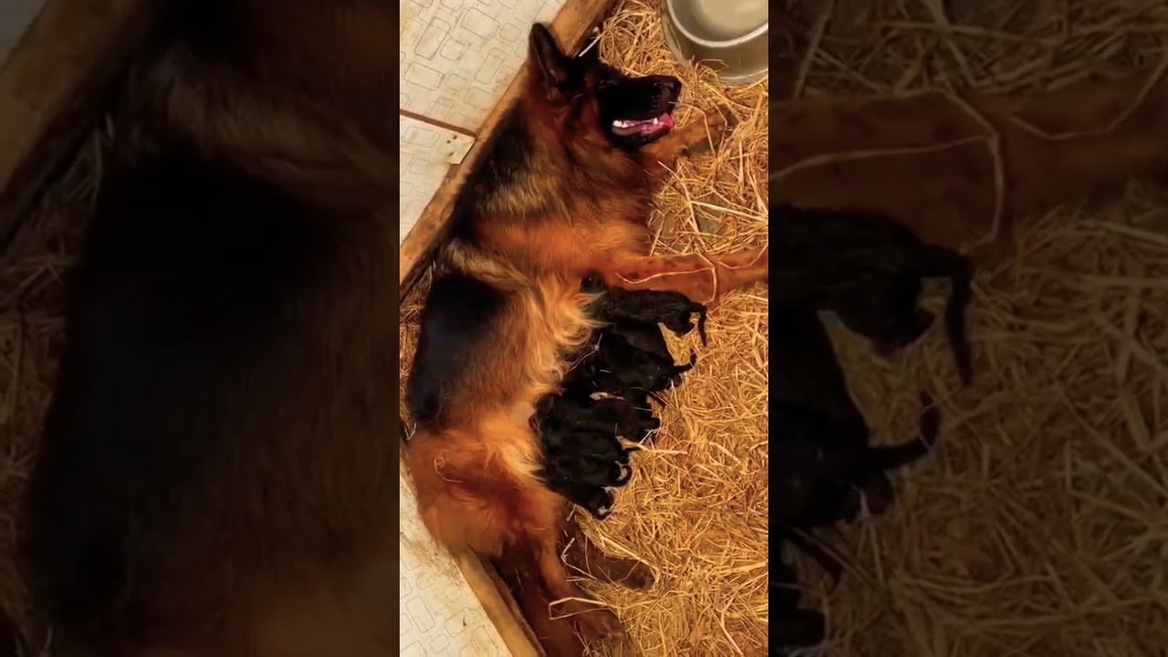 German shepherd bitch feeding her puppies #shorts