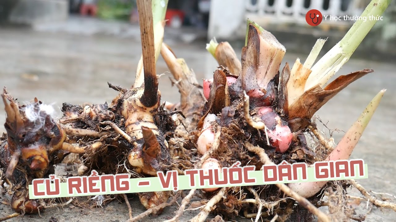 Củ riềng - vị thuốc dân gian nhiều công dụng