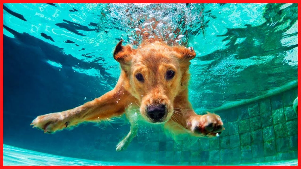 MÚSICA PARA BAÑAR PERROS 🐶 | CÓMO Bañar a Tu PERRO