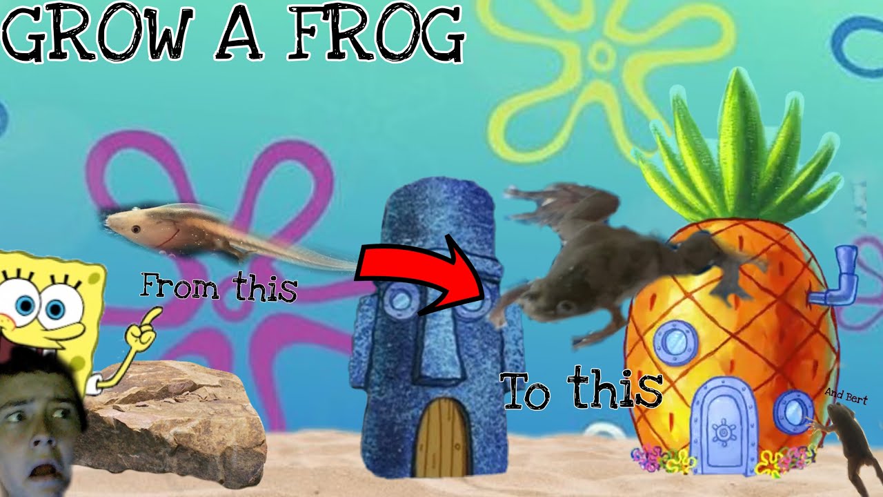 Growing a tadpole into a full grown frog (raise a frog life cycle￼ science kit)