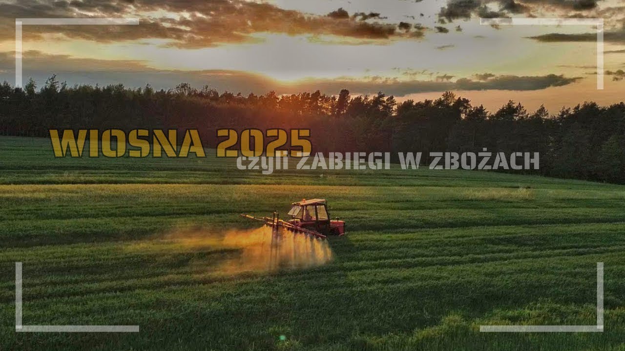 WIOSNA 2025 u NAS☆ZABIEGI W OWSIE I JĘCZMIENIU OZIMYM☆URSUS 3512☆[TheRol Team 2025]
