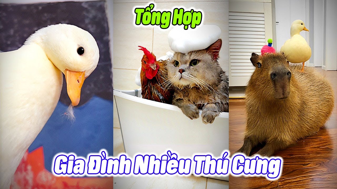Tổng Hợp Gia Đ&igrave;nh Nhiều Th&uacute; Cưng P6 😍😍 #th&uacute;cưng #vậtnu&ocirc;i #ch&oacute;m&egrave;oh&agrave;ihước #funny #pets #cat #cute