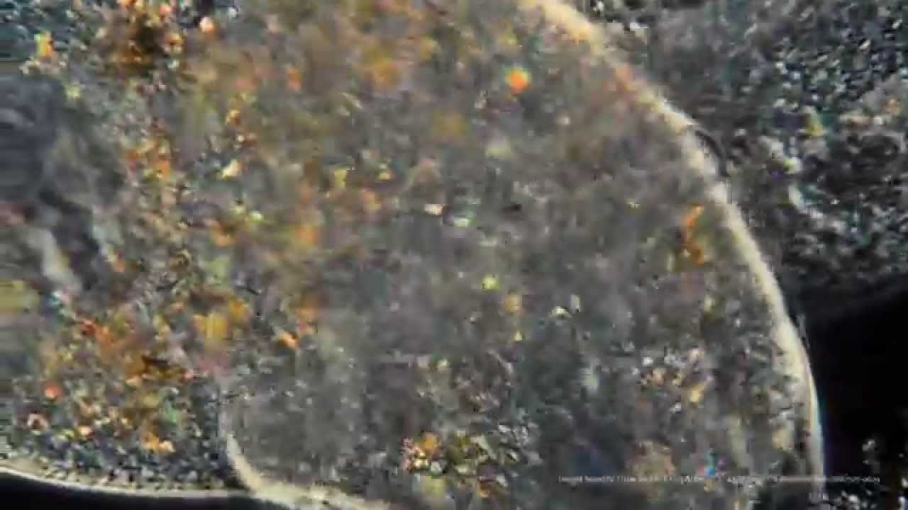 The Amazing Protists!