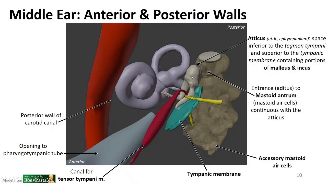 Nasal Cavity, Sinuses and Ear LO - Divisions