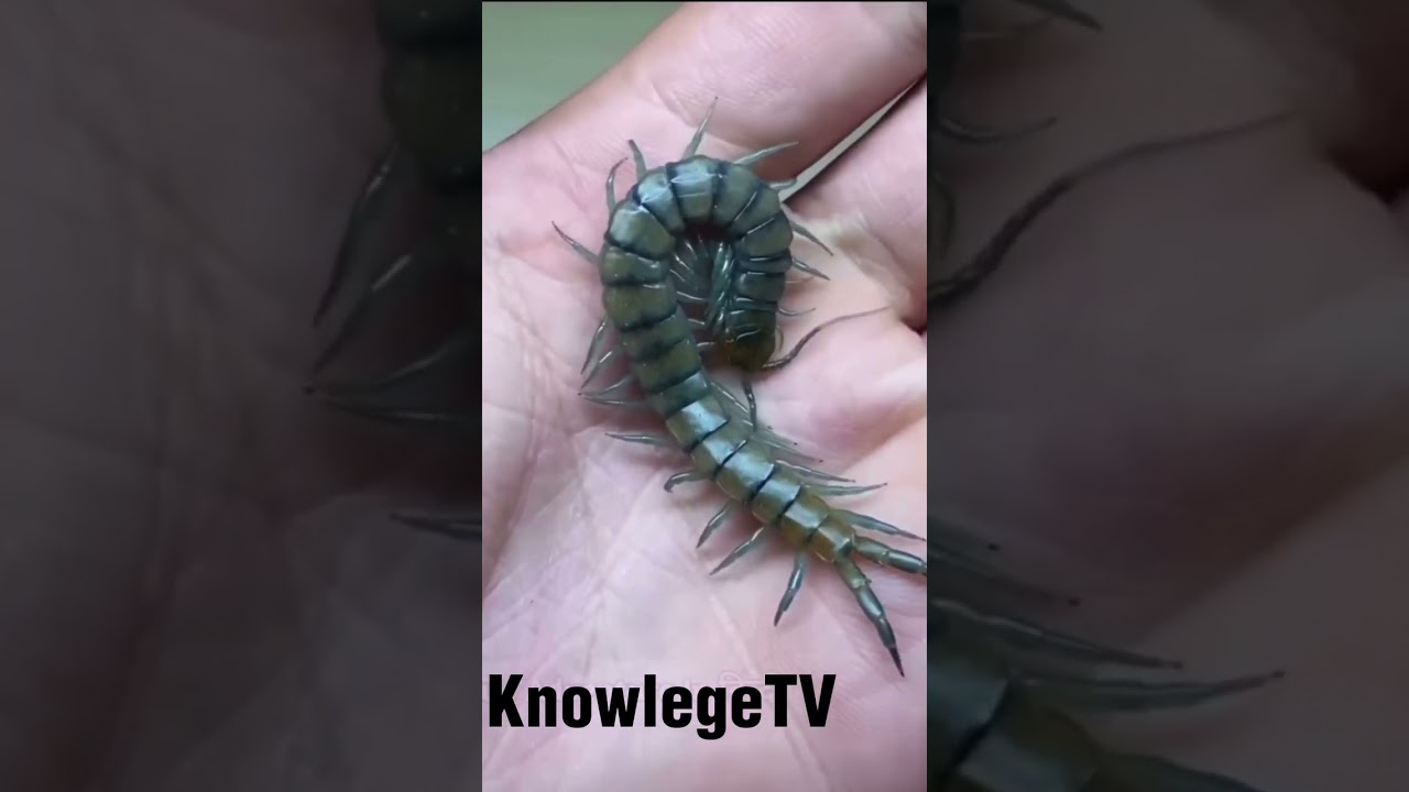 Top 3 Deadly Insects @knowledgetvhindi001 @rajeshjangra21
