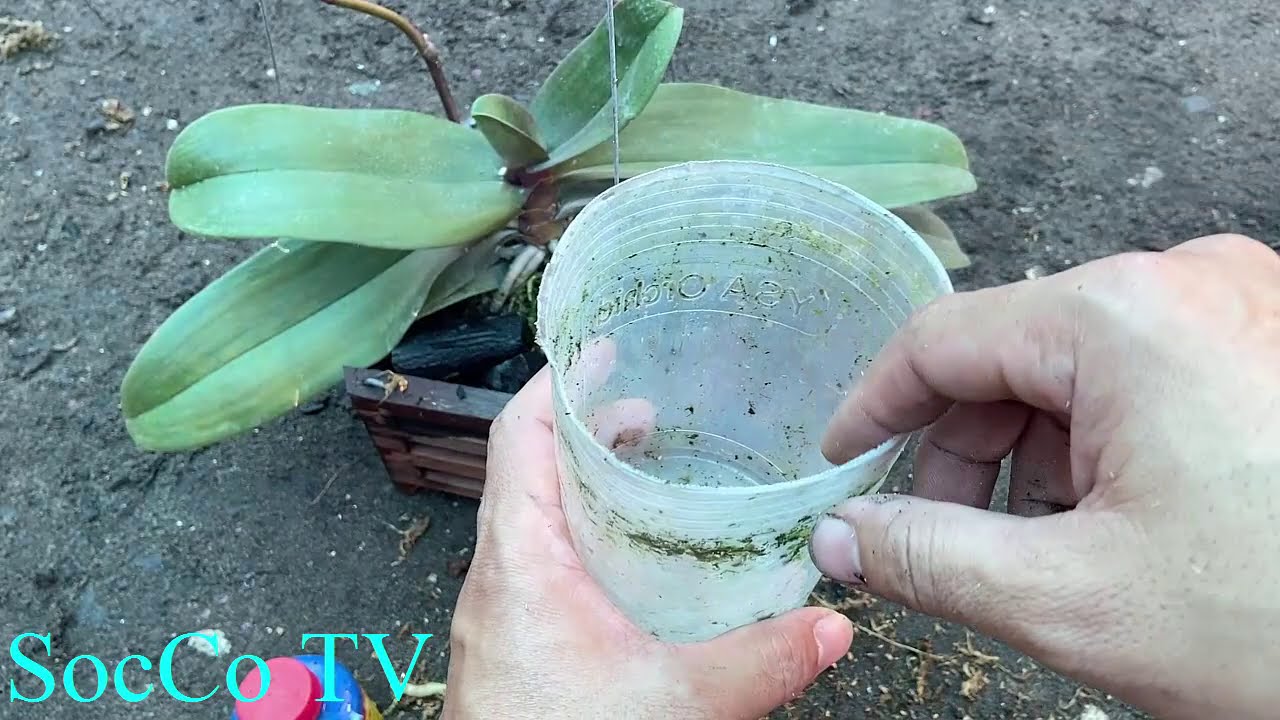 Cách Trồng Lan Hồ Điệp Mới Mua Về Hiệu Quả Nhất!!!!!!