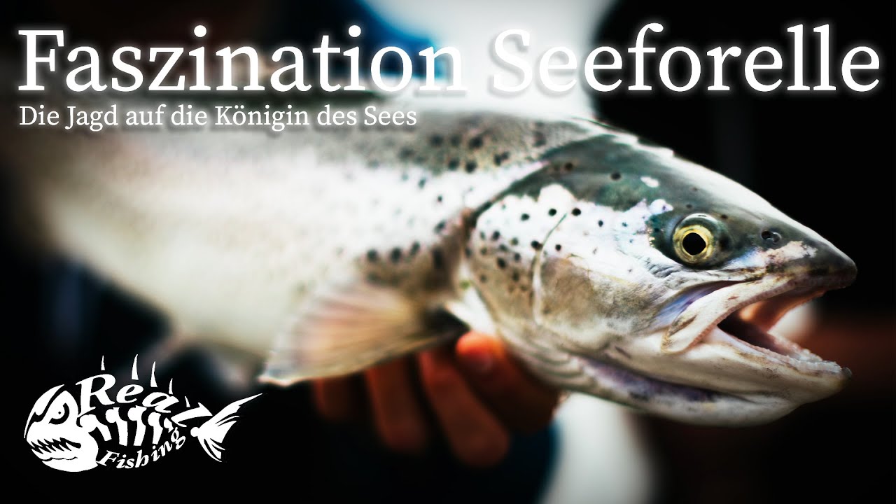 Faszination Seeforelle // Die Jagd auf die K&ouml;nigin des Sees - Full Film
