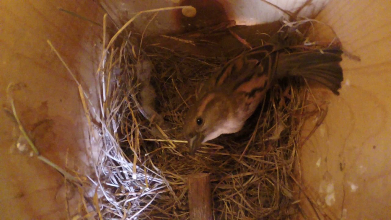House Sparrows (GoPro Bird Nest) 02-19-17