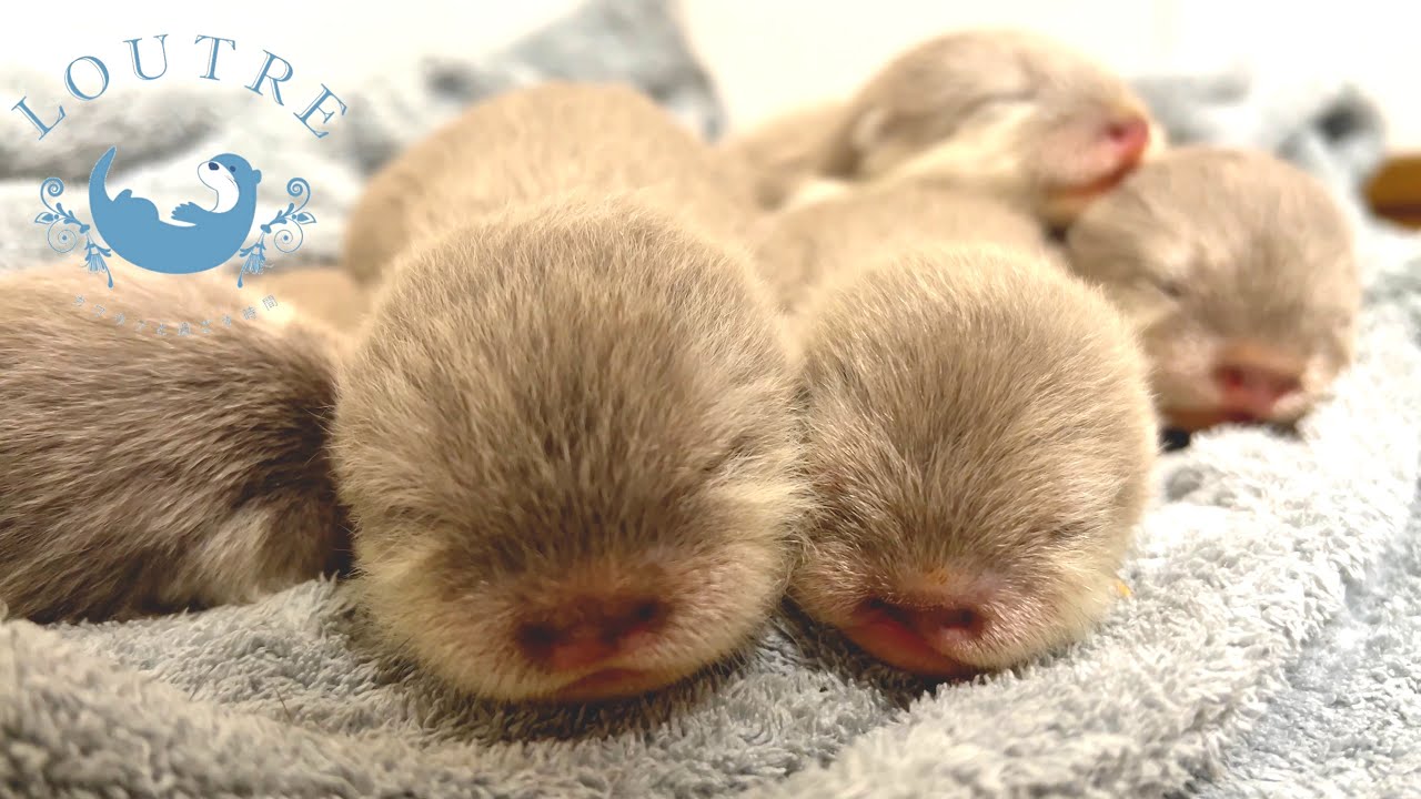 Лучшие моменты LOUTRE Otters в 2023 году