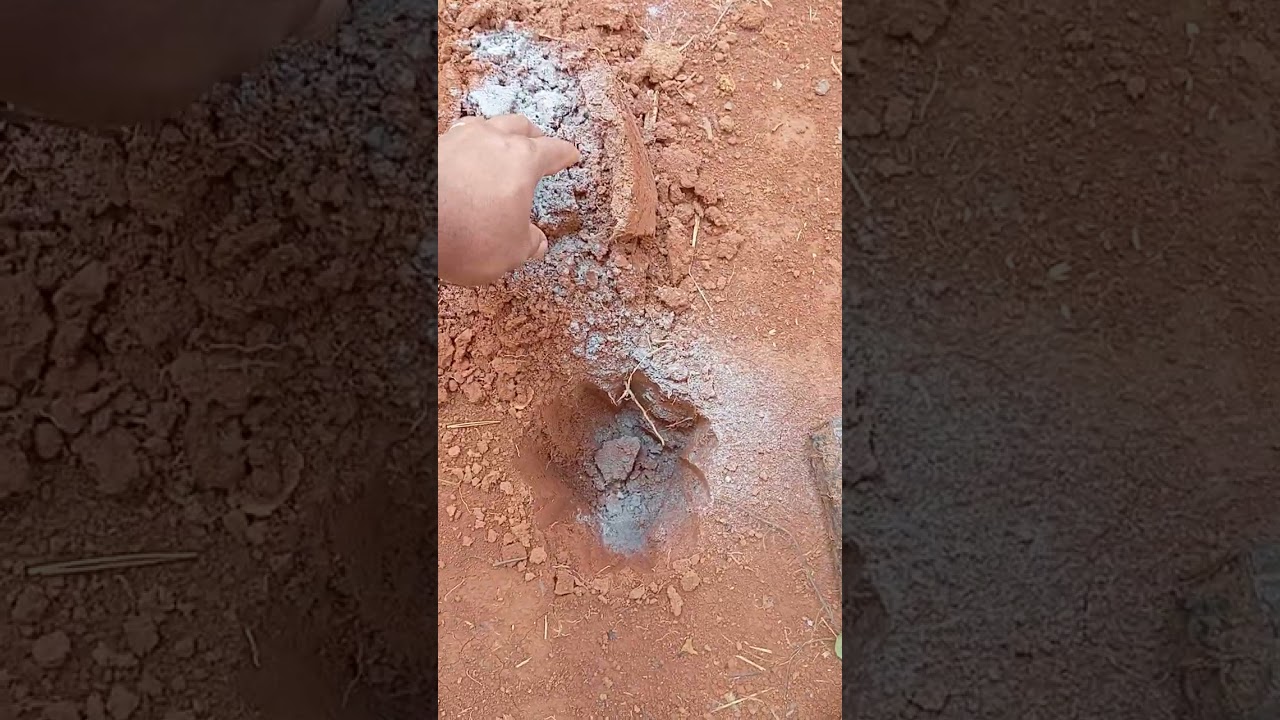 Qual a maneira de plantar a Muda de café 