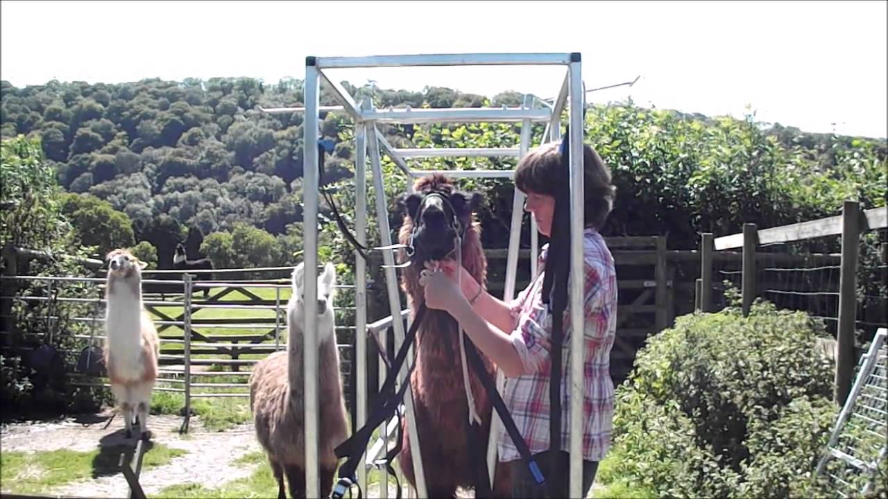 Ettie and Cinzano , first time in the llama chute