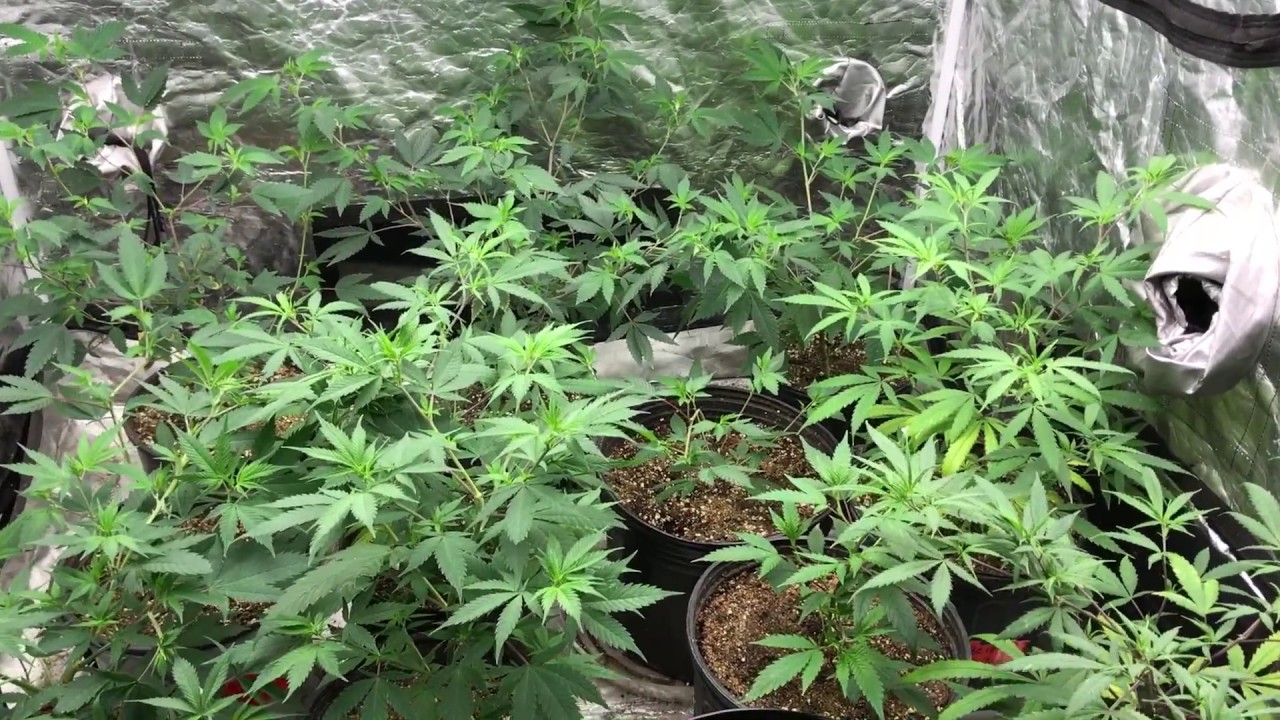 Veg Tent Update 6