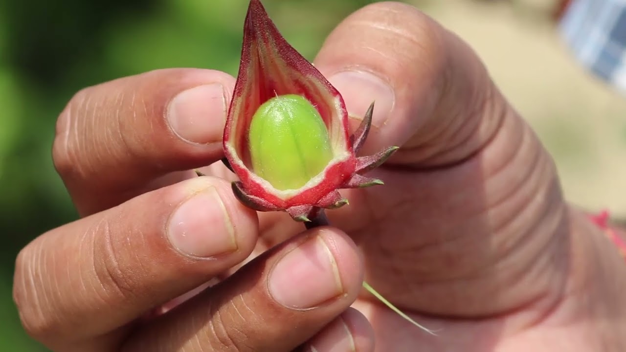 Forest Genetic Resource Conservation