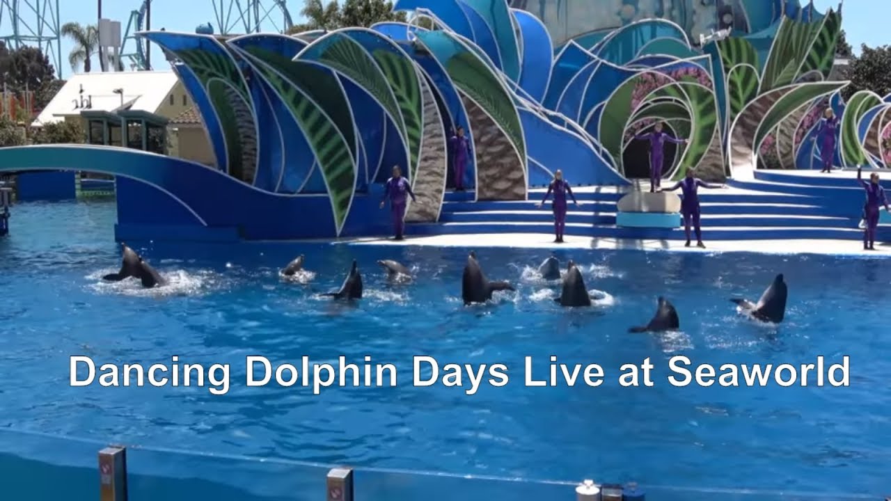 [4K HD] Dolphin Days Live Show at Sea World California